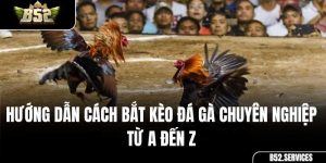 Hướng Dẫn Cách Bắt Kèo Đá Gà Chuyên Nghiệp Từ A Đến Z
