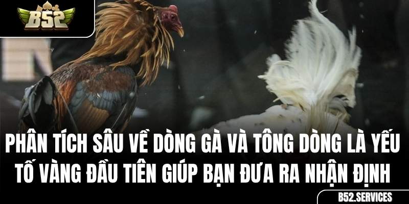 Một chiến kê dũng mãnh với tông dòng tốt sẵn sàng thi đấu