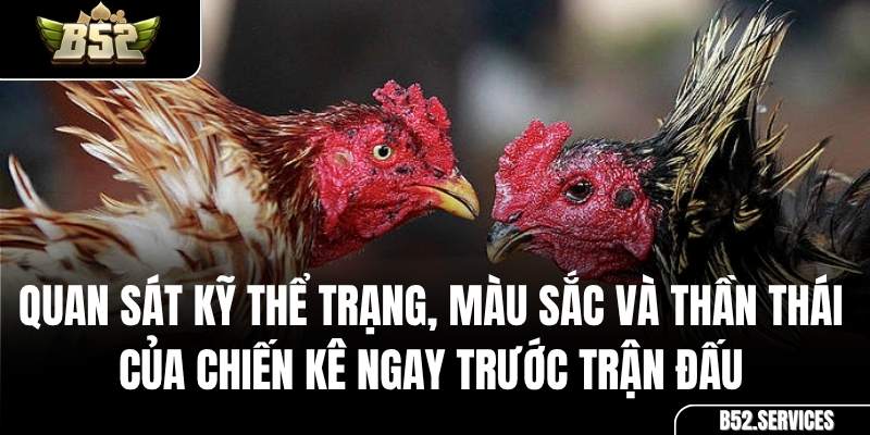 Sư kê đang kiểm tra thể trạng gà trước khi bắt đầu trận đấu